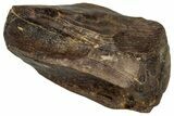 Fossil Triceratops Shed Tooth - Montana #350727-1